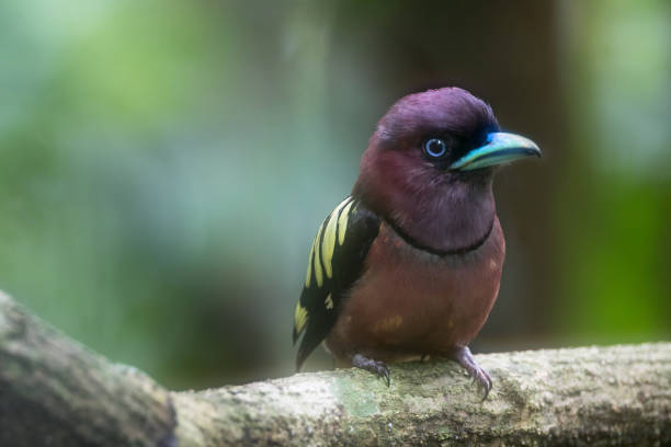 istock Broadbill bird : adult Banded broadbill (Eurylaimus javanicus) 1335563323