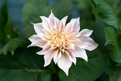 A pair of colorful dahlia flowers and an unopened bud bloom in a Cape Cod garden on a September afternoon.