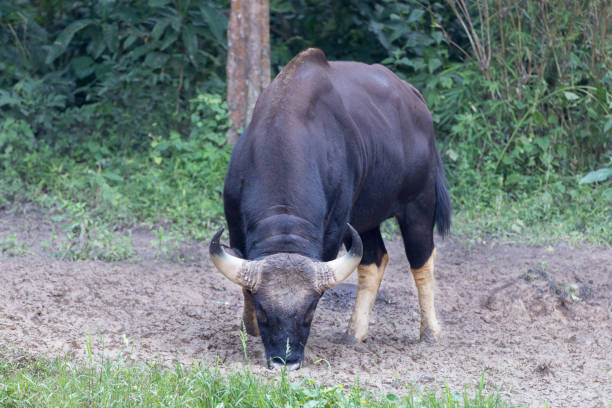 istock Animal : adult male Gaur (Bos gaurus) 1335564362