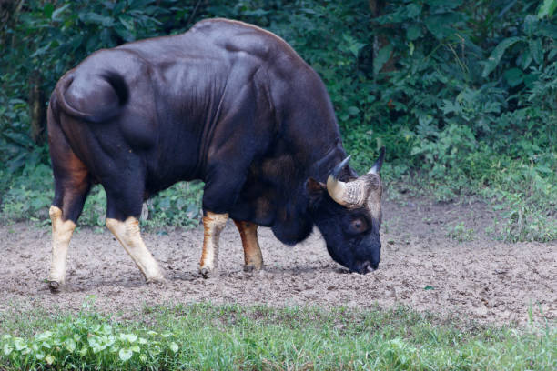 Closed up adult male Gaur, low angle view, side shot, foraging food on the grounds near the wild swamp in nature of tropical forest, national park in lower central Thailand.
