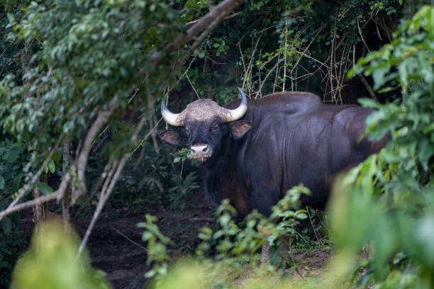 istock Animal : adult male Gaur (Bos gaurus) 1335565002