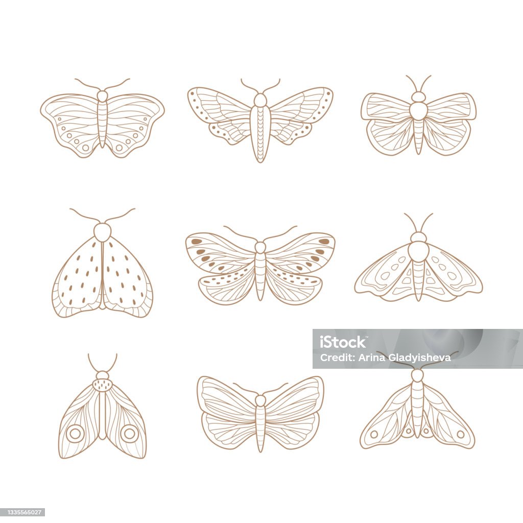 Moth Guide Vector Set Of Hand Drawn Moth Vector Illustration Stock Illustration ...