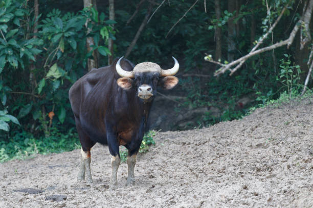 istock Animal : adult female Gaur (Bos gaurus) 1335565454