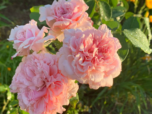 Four pink roses on a bush after rain, blooming in the flower garden