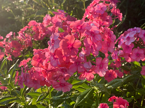 Dainty five-petaled flowers are packed by the dozens into dense clusters