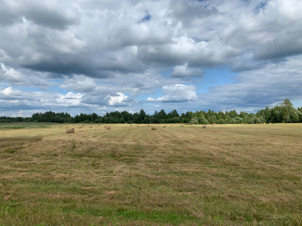 Summer landscape with field and clouds in the sky