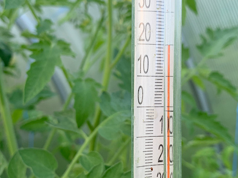 Thermometer in a plant nursery or a greenhouse.
