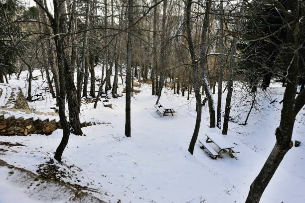 istock Recreational area in high mountain pine forest. 1335566921