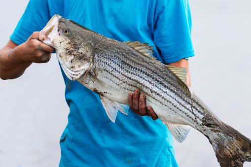 A striped bass in the hands of a teen.