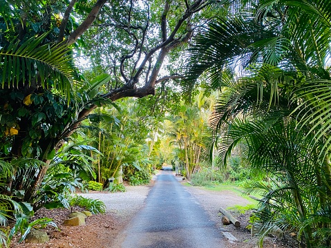 Horizontal landscape photo of a road edged with tropical plants and palm trees disappearing into the distance in Byron Bay, north coast NSW