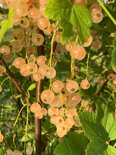 istock Fresh white currant growing in the garden 1335568915