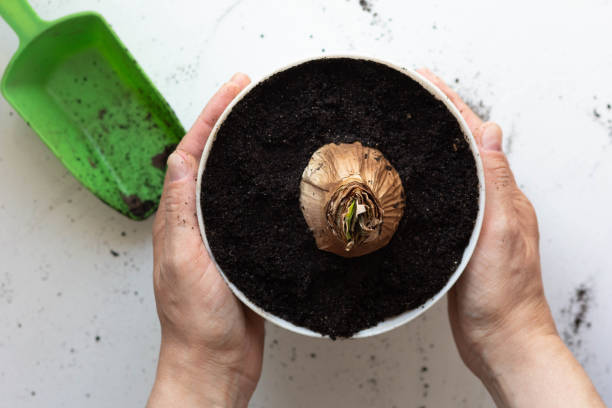 vista dall'alto delle mani delle donne che tengono la pentola con bulbo piantato di amaryllis o hippeastrum in vaso sullo sfondo bianco - amaryllis foto e immagini stock