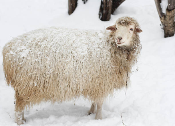 istock Domestic sheep with long wool and hay and snow on it looking aside 1335568986