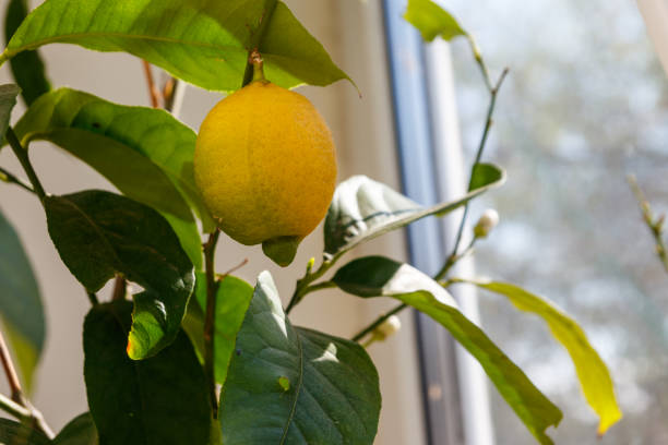 istock Lemon tree with ripening fruit on the windowsill in the apartment 1335570150