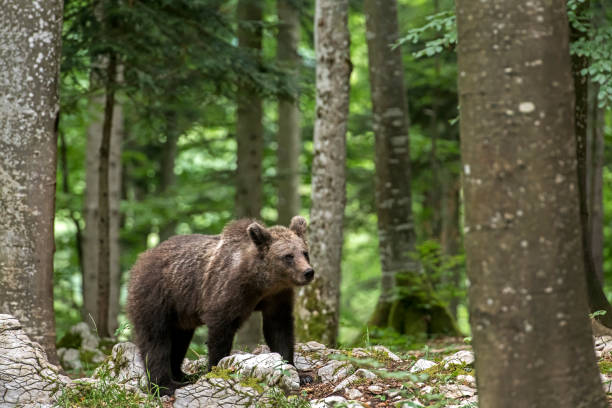 istock European brown bear (Ursus arctos arctos) wanders through the forest in Slovenia, 1335572736