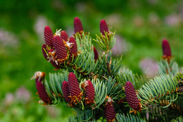 istock Young cones of blue spruce. springtime background with new spring growth on blue spruce. 1335574723
