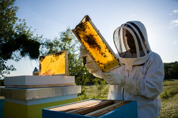 istock Beekeeper working in apiary and holding honeycomb frame 1335581716