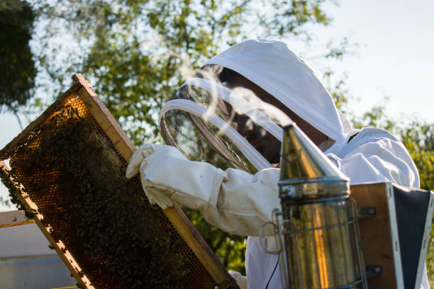 istock Beekeeper inspecting honeycomb full of bees in apiary 1335582238