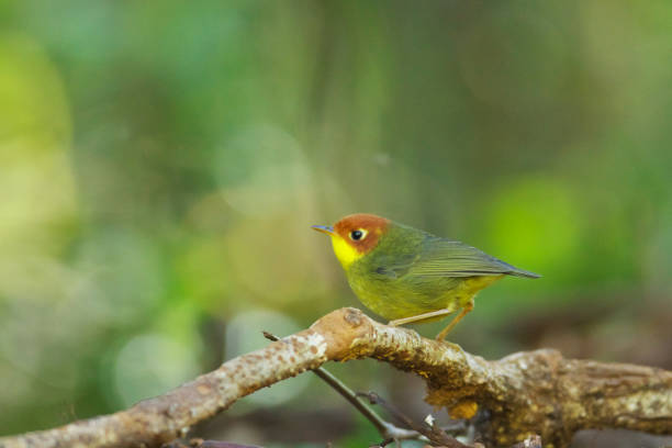 istock Tesia bird : adult Chestnut-headed tesia (Cettia castaneocoronata). 1335583320