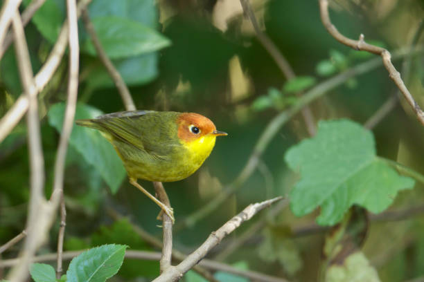 istock Tesia bird : adult Chestnut-headed tesia (Cettia castaneocoronata). 1335583322