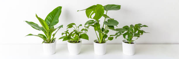 Collection of various tropical houseplants displayed in white ceramic pots. Potted exotic house plants on white shelf against white wall. Home garden banner. stock photo
