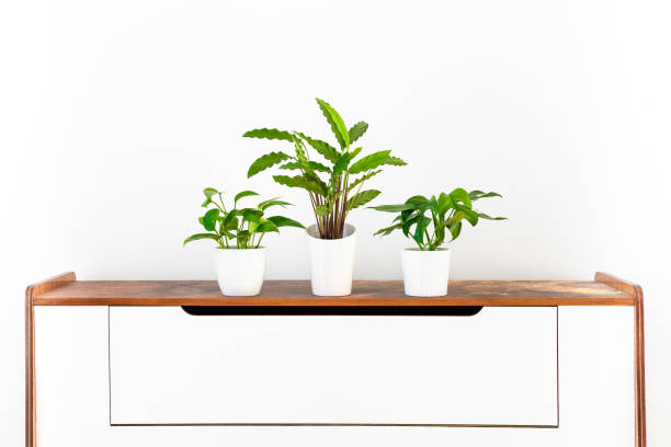 istock Collection of various tropical houseplants displayed in white ceramic pots on a retro sideboard. Potted exotic house plants on white shelf against white wall. 1335596625
