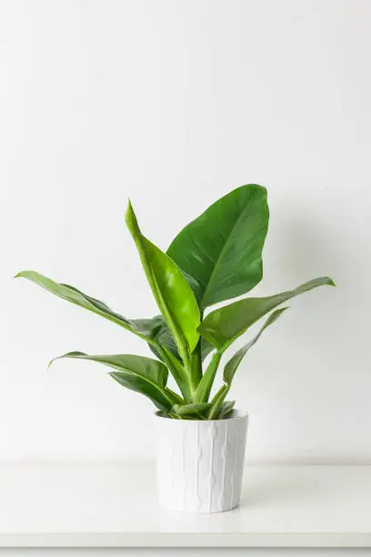 Photo of Philodendron Green Congo. Philodendron plant in white ceramic pot on white shelf against white wall. Trendy exotic house plant as modern home interior decor.
