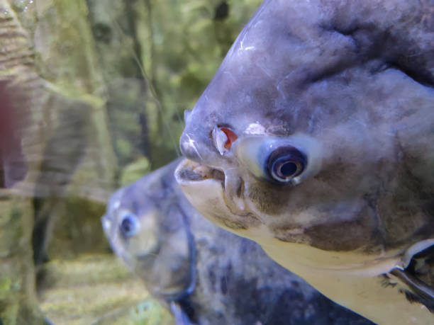 istock Pangasus catfish in water 1335604135