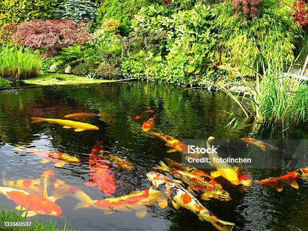 Großen Kois Stockfoto und mehr Bilder von Teich - Teich, Zierkarpfen, Groß