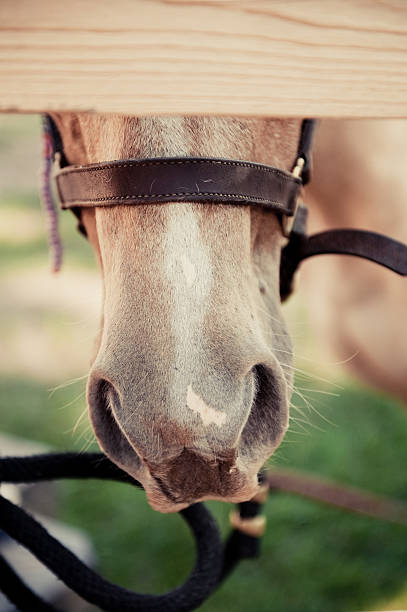 Cтоковое фото Любознательный лошадь