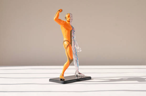 istock Human body 3d model without skin with muscular system over on background. Anatomical structure of person 1335609058