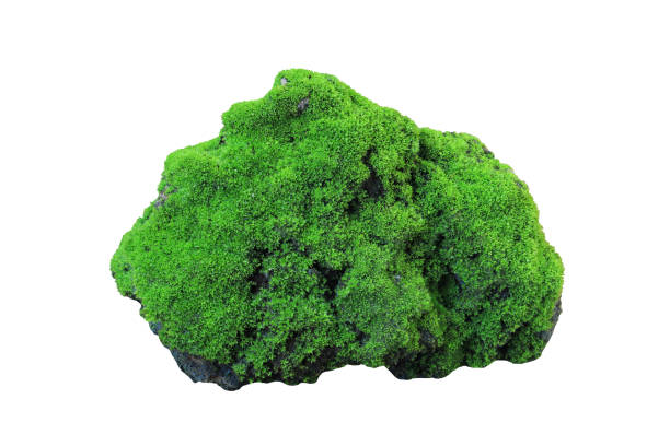 istock Rock covered in green moss isolated on white background for design 1335622913
