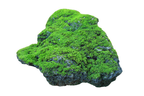 Rock covered in green moss isolated on white background for design usage