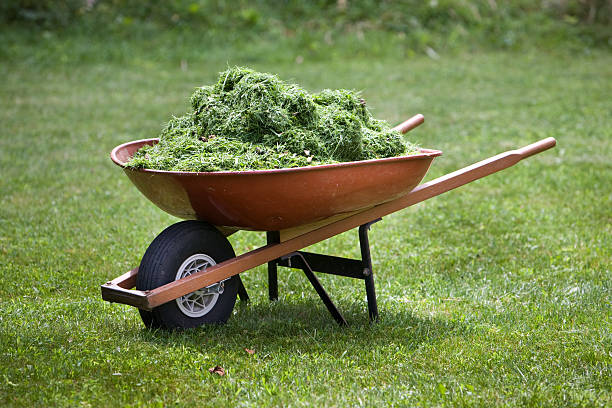 Red wheelbarrow with grass clippings stock photo