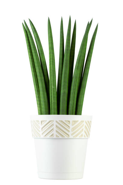 istock Sansevieria cylindrical isolated on white background. Indoor plants in a pot. 1335628645