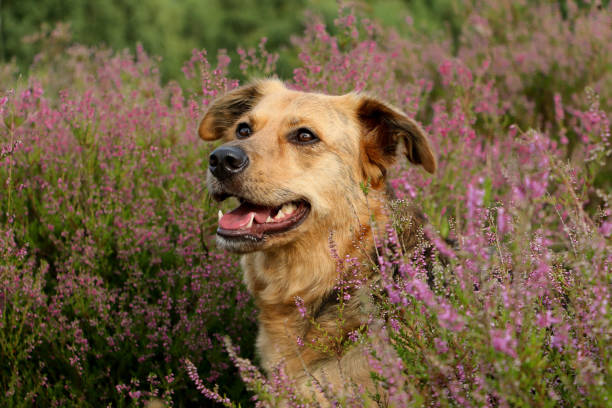 istock a beautiful mixed sheperd head portrait in a heather field 1335632327
