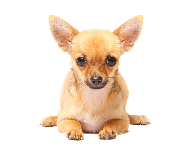 istock Young chihuahua puppy 133563904