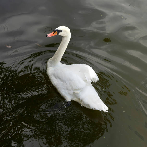 istock white swan swims on a pond on a sunny day 1335639767