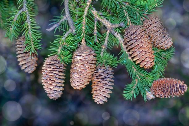 istock Spruce branch with cones on a blurred natural background close-up. 1335655665