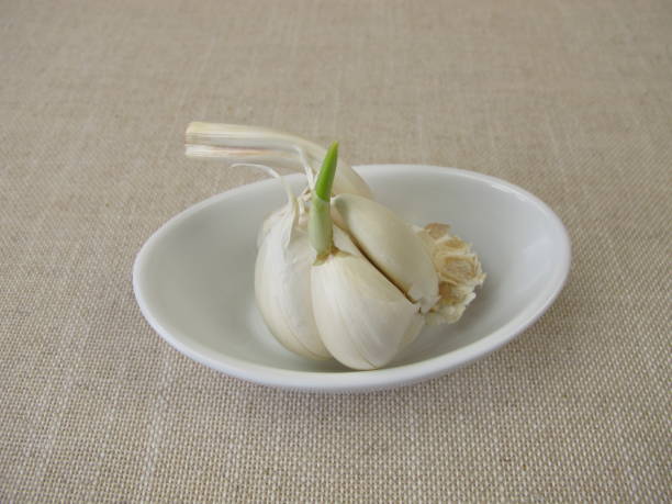 Sprouting garlic with green shoot and seedling Sprouting garlic with green shoot and seedling - Keimender Knoblauch mit grünen Trieb und Keimling garlic bulb photos stock pictures, royalty-free photos & images
