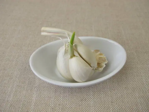Sprouting garlic with green shoot and seedling - Keimender Knoblauch mit grünen Trieb und Keimling