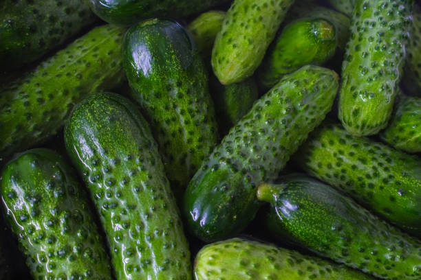 fresh cucumbers in water. harvest of ripe cucumbers. grocery concept. organic vegetables. farm market. vitamins concept. raw food. autumn harvest. - cucumber pickled imagens e fotografias de stock