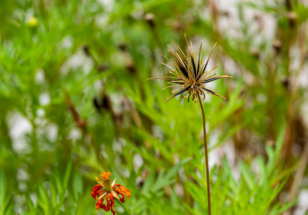 dry sharp shape seed brown cosmos flower blooming in botany garden with copy space.