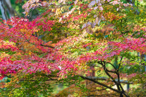 A drive course where you can enjoy the autumn leaves passing through Toho Village, Fukuoka Prefecture in the fall