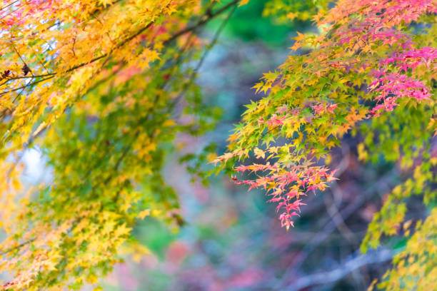 istock Beautiful maple road colored red in autumn 1335664084