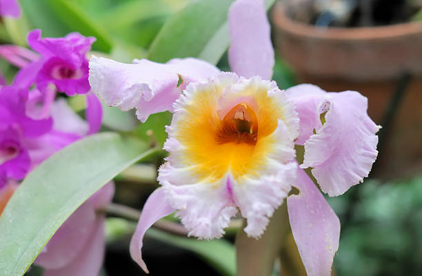 Beautiful Purple Orchid A beautiful orchid taken at the Belle Isle Conservatory.. belle isle stock pictures, royalty-free photos & images