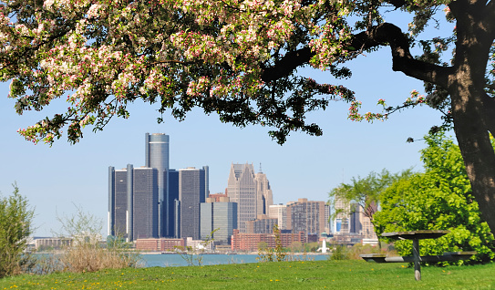 The Detroit skyline as seen from Belle Isle in spring. Selective focus on cherry tree in bloom.