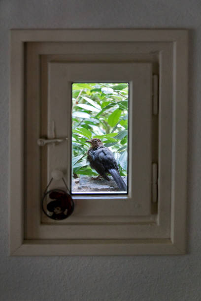 istock Bird on the ledge in front of a small window 1335667689