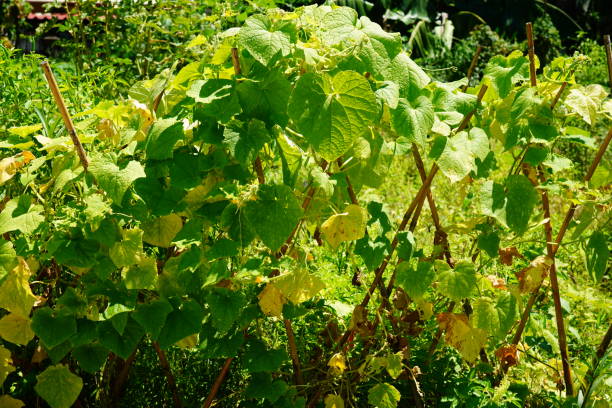 Green cucumber ivy hanging in vegetable farm