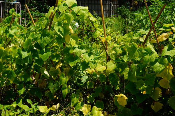 istock Green cucumber ivy hanging in vegetable farm 1335667710